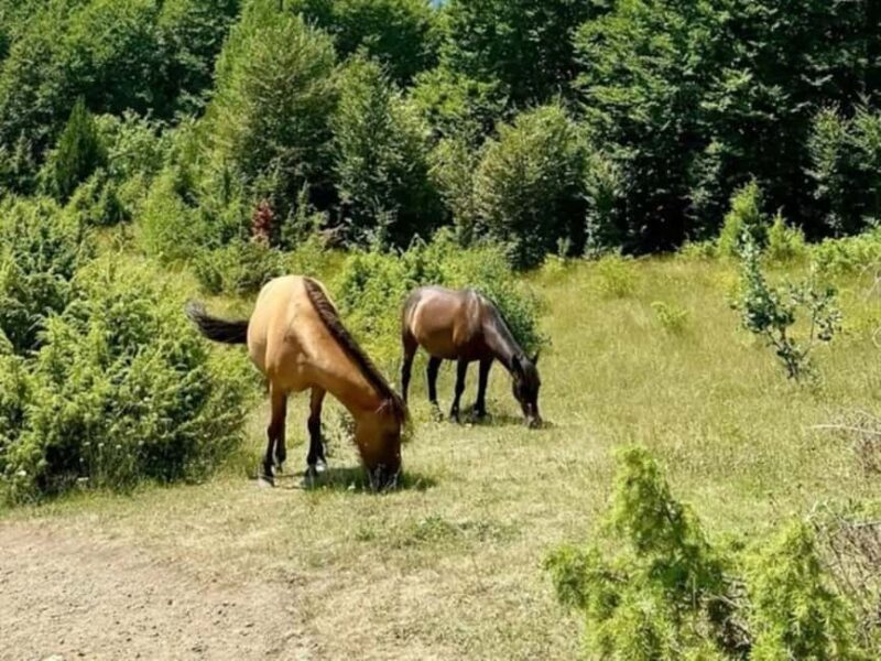 From Tirana: Valbona Valley and Prizren 2 Day Tour - Travel Tips and Practical Considerations