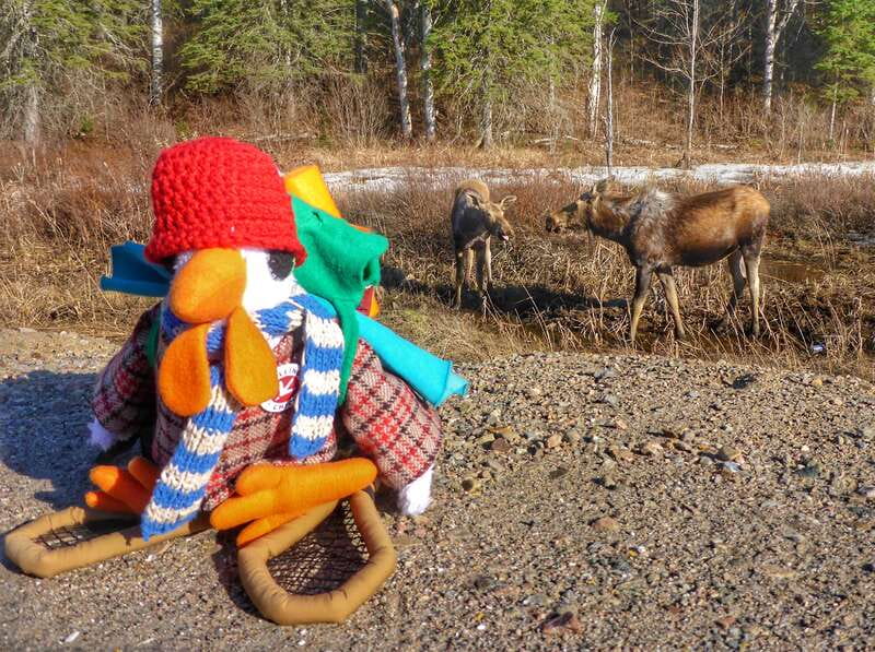 From Toronto: Algonquin Park Canoeing & Hiking Adventure - From Toronto: Algonquin Park Canoeing & Hiking Adventure – A Day in Nature