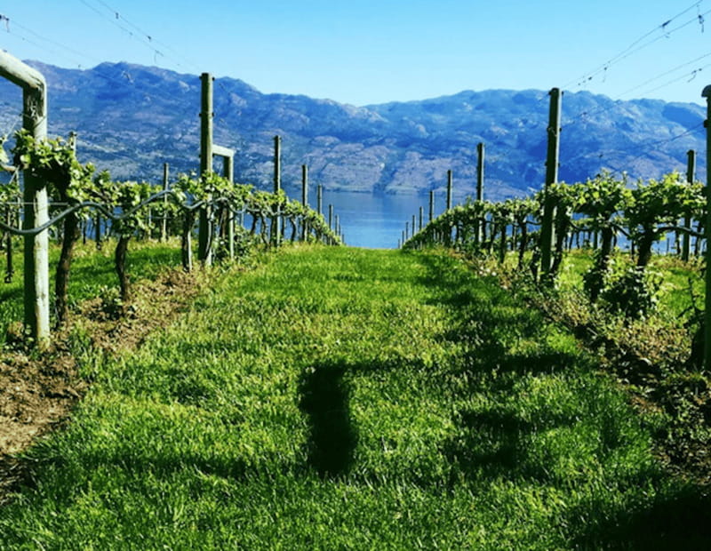 From Toronto: Niagara Wine Tours - Pacing and Tour Structure