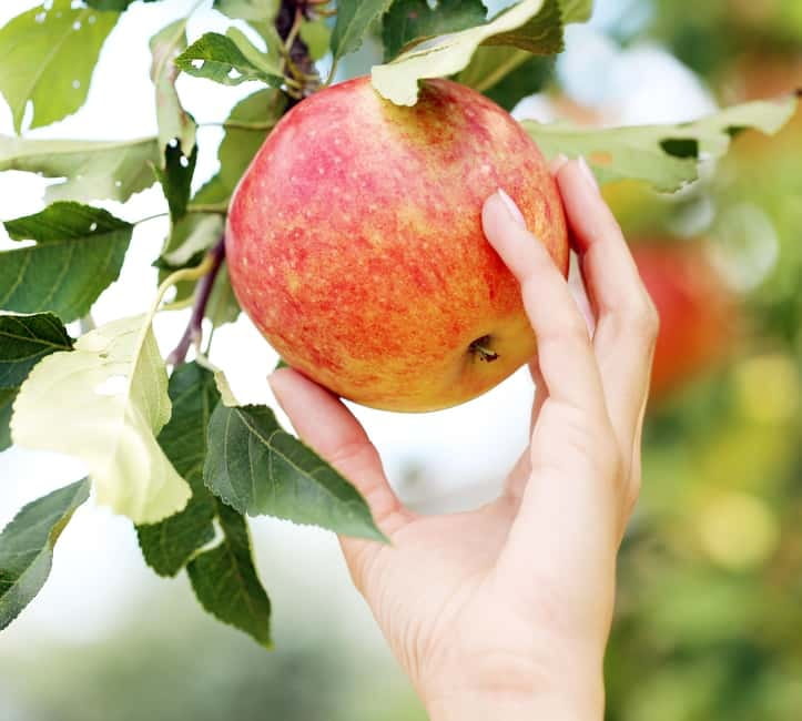 From Torre de Moncorvo: an Immersive Tour through Douro - Key Points