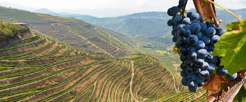 From Torre de Moncorvo: an Immersive Tour through Douro - Final Thoughts on the Douro Tour from Torre de Moncorvo