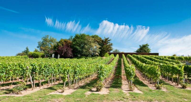 From Tours: Loire Valley Wineries Day Trip with Tastings - Final Stop at Bourgueil Wineries and Return to Tours
