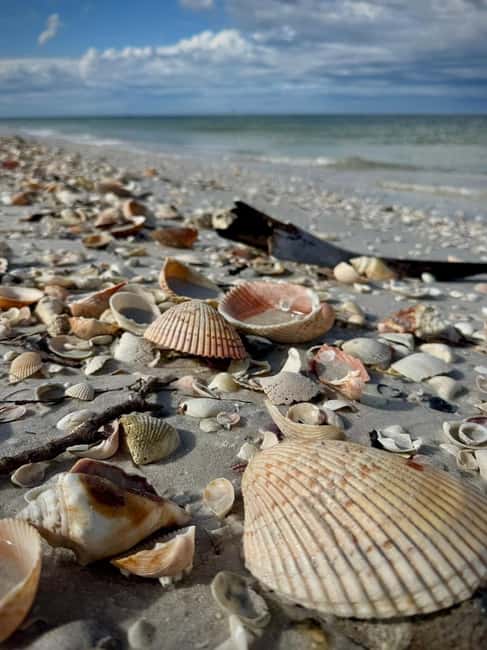 From Treasure Island: Dolphin Watching and Shelling Cruise - Key Points