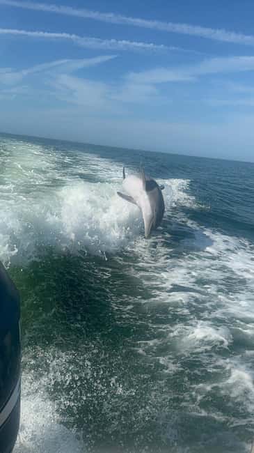 From Treasure Island: Dolphin Watching and Shelling Cruise - Exploring Shell Key Preserve: A Natural Shell Magnet