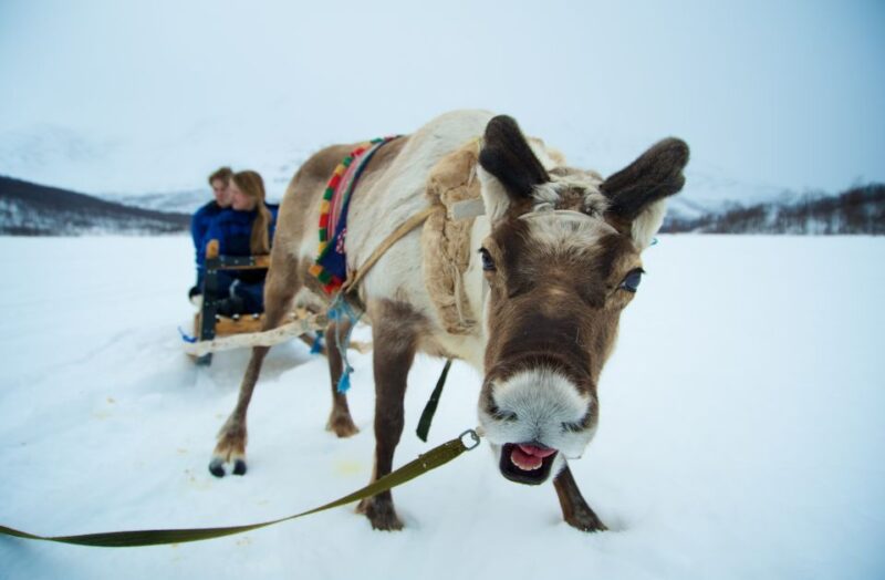 From Tromsø: Daytime Reindeer Sledding at Camp Tamok - Key Points