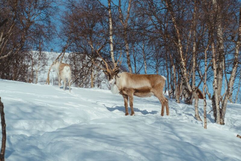 From Tromsø: Daytime Reindeer Sledding at Camp Tamok - Journey through Tamokdalen to Camp Tamok