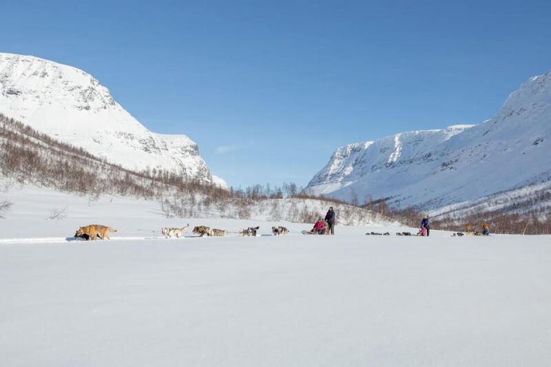 From Tromsø: Dog Sledding Adventure in Tamokdalen - The Cost and Booking Flexibility