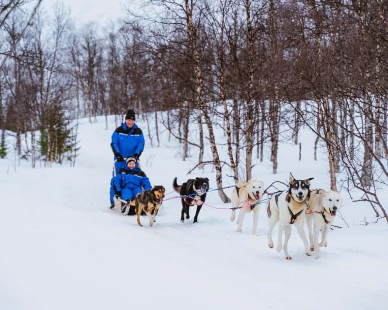 From Tromsø: Dog Sledding Experience with Transfer - Key Points
