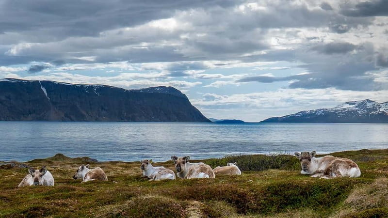From Tromsø: Experience Vannøya Island Wild, Remote & Real - Meeting Point and Logistics for a Smooth Trip