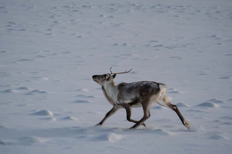 From Tromsø: Fjord Tour with Minivan - Wildlife Sightings and Nature Encounters
