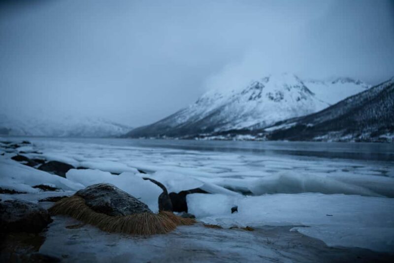 From Tromsø: Fjord Tour with Minivan - Comparing This Tour to Other Arctic Fjord Experiences