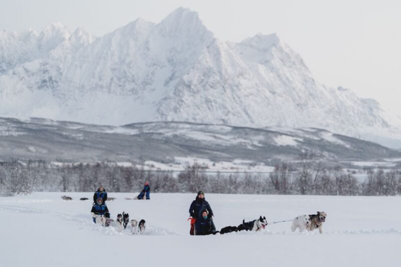 From Tromsø: Fun and Easy Dog Sledding Adventure - The Quality and Care of the Huskies