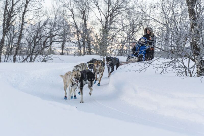 From Tromsø: Fun and Easy Dog Sledding Adventure - Booking Flexibility and Important Considerations