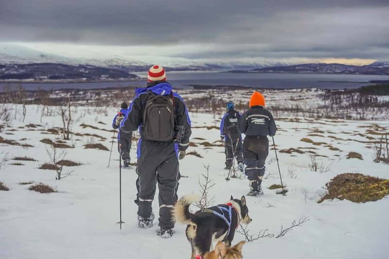 From Tromsø: Guided Husky Snowshoe Hike and Husky Camp Visit - Tromsø’s Husky Snowshoe Adventure Starts Outside the City