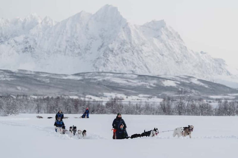 From Tromsø: Husky Experience with Self-Drive Dog Sled Ride - The Self-Drive Sled Ride: What to Expect