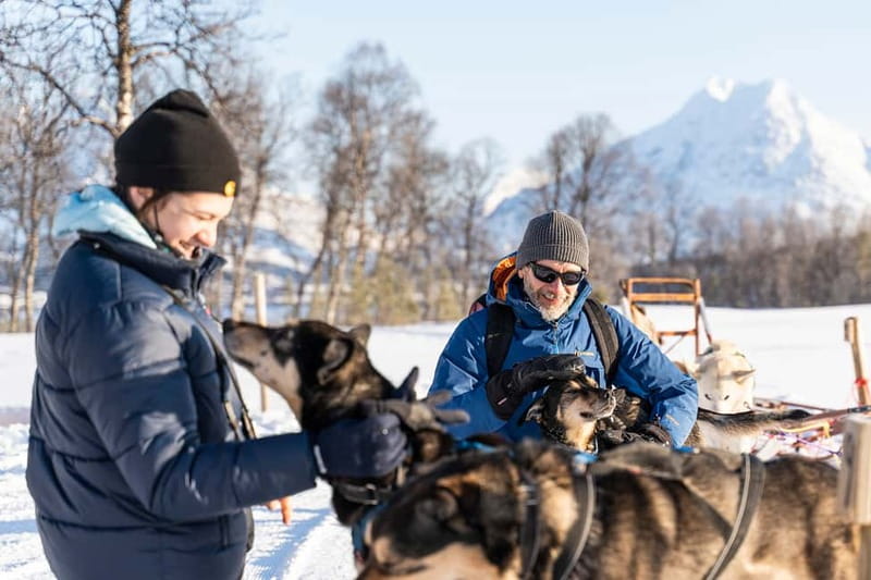 From Tromsø: Husky Experience with Self-Drive Dog Sled Ride - Why This Experience Stands Out
