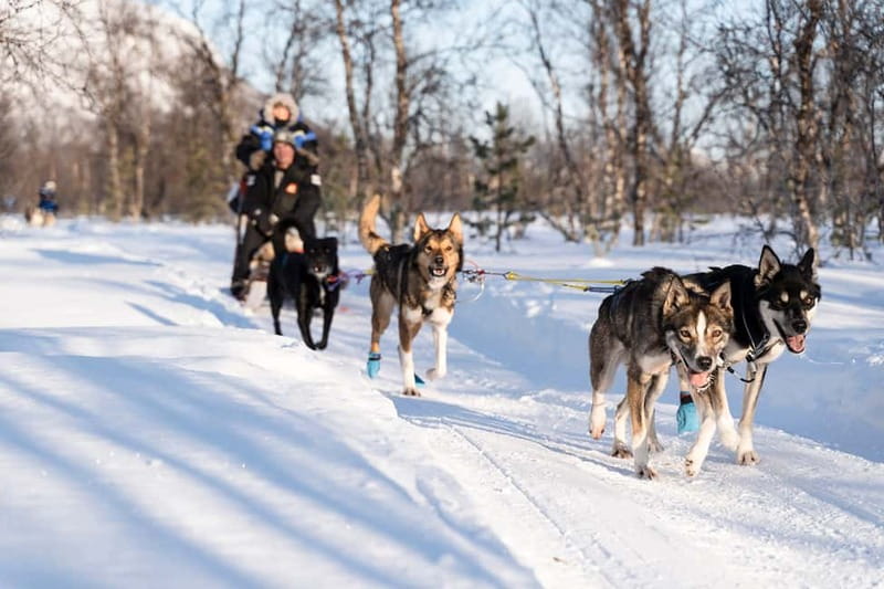 From Tromsø: Husky Experience with Self-Drive Dog Sled Ride - Frequently Asked Questions