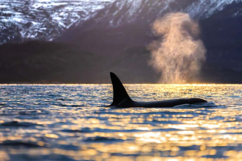 From Tromsø or Skjervøy: Whale Safari by RIB Boat - Key Points