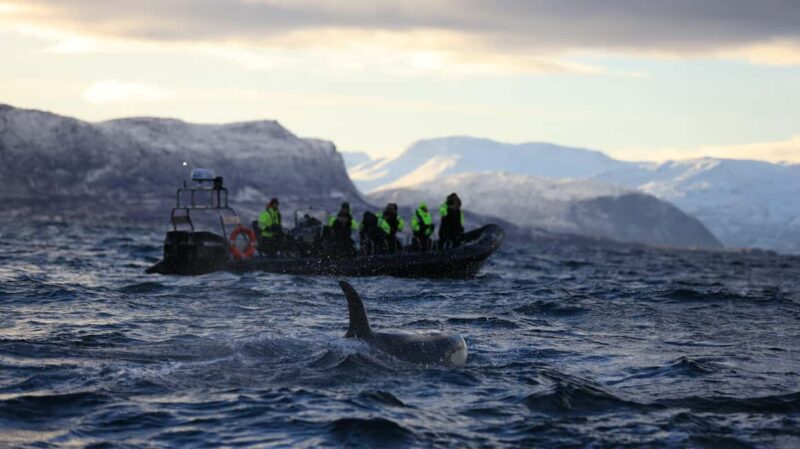 From Tromsø or Skjervøy: Whale Safari by RIB Boat - Meeting Directly in Skjervøy: Flexibility for Self-Drivers
