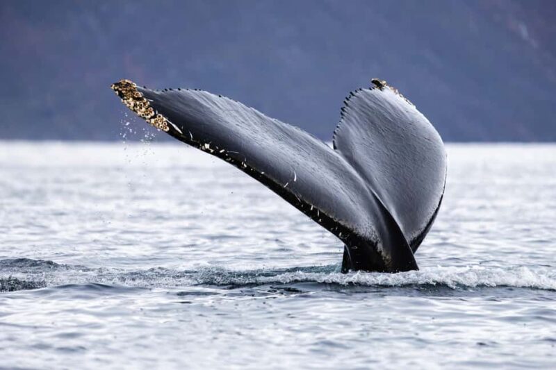 From Tromsø or Skjervøy: Whale Safari by RIB Boat - Practical Tips for Cold Weather and Comfort