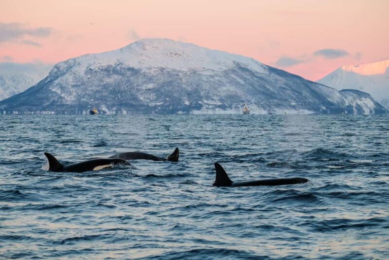From Tromsø or Skjervøy: Whale Safari by RIB Boat - Guides and Organization: Friendly, Knowledgeable, and Respectful