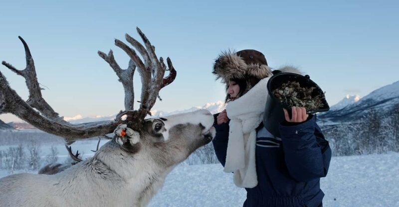 From Tromsø: Reindeer Feeding and Sami Experience with Lunch - Reindeer Feeding Experience and Animal Interaction