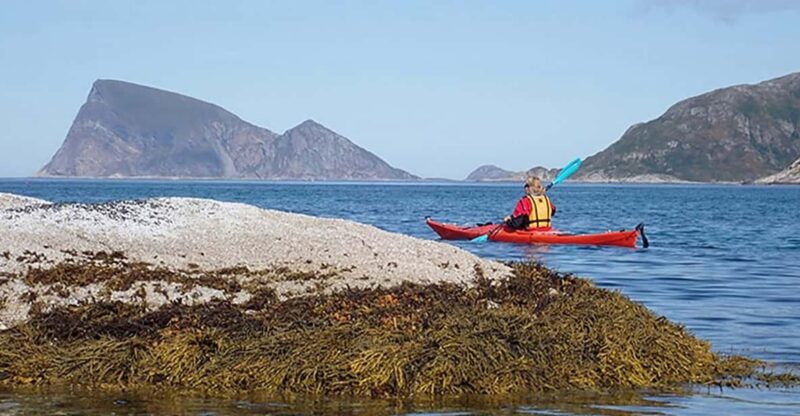 From Tromsø: Sea Kayaking Tour at Sommarøy - Wildlife Encounters During the Kayaking Trip