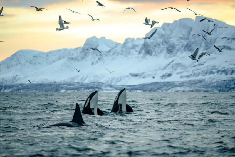 From Tromsø: Skjervoy Whale Watching RIB Boat Tour - Key Points