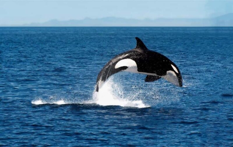 From Tromsø: Skjervoy Whale Watching RIB Boat Tour - The RIB Boat Experience: Speed, Agility, and Close Encounters