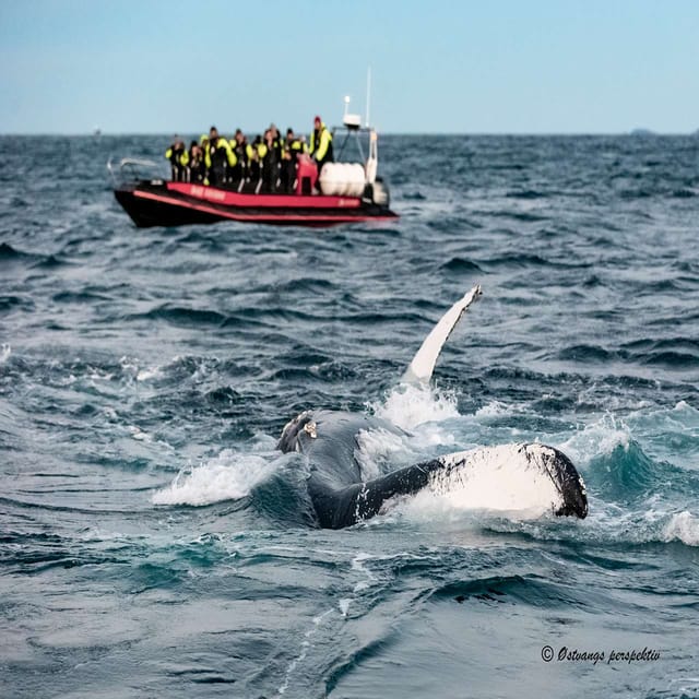 From Tromsø: Skjervoy Whale Watching RIB Boat Tour - Comfort and Safety in Cold Arctic Conditions