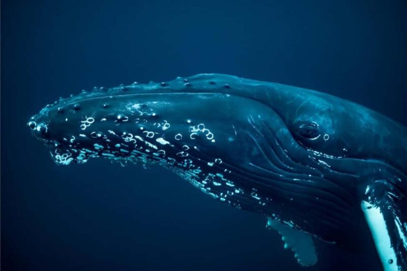 From Tromsø: Skjervoy Whale Watching RIB Boat Tour - Reviews Highlight the Guides’ Knowledge and the Close Wildlife Encounters