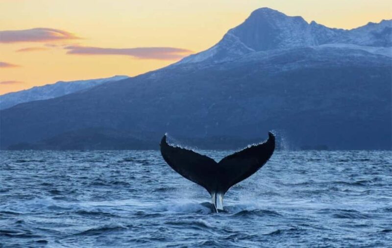 From Tromsø: Skjervoy Whale Watching RIB Boat Tour - Limitations and Considerations: Weather and Equipment