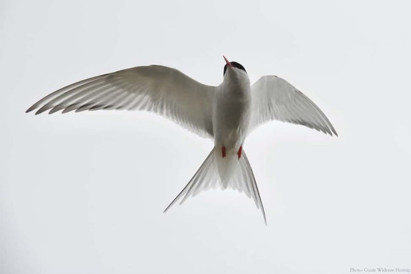 From Tromsø: Sommarøy Midnight Sun Sea Kayaking Tour - Visiting Uninhabited Islands and Sandy Beaches