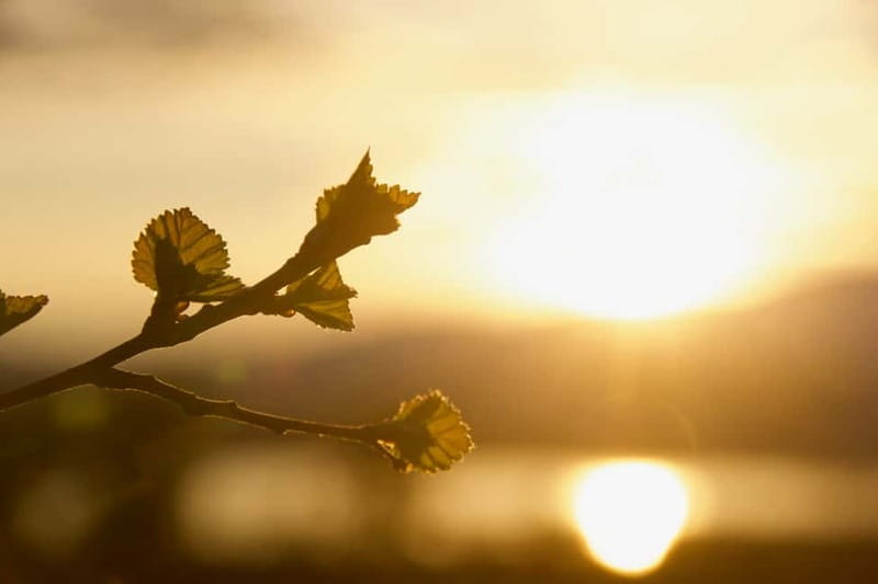 From Tromsø: Sommarøy Midnight Sun Sea Kayaking Tour - Reviews and Overall Satisfaction