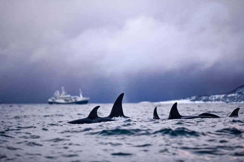 From Tromso: Whale Watching in Magic Skjervoy - The Whale Watching Experience in Kvaenangen Fjord