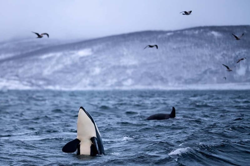 From Tromso: Whale Watching in Magic Skjervoy - Essential Gear and Clothing for Cold Waters