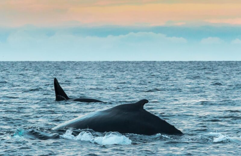From Tromsø: Whale Watching RIB Safari at Skjervøy - Exciting Whale Watching RIB Safari from Tromsø to Skjervøy for Arctic Marine Wildlife