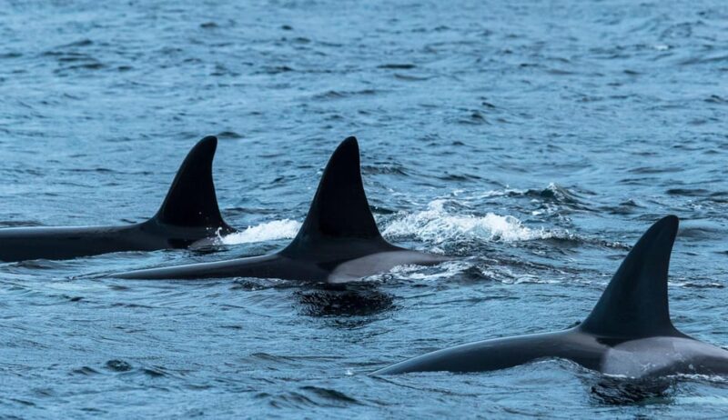 From Tromsø: Whale Watching RIB Safari at Skjervøy - Key Points