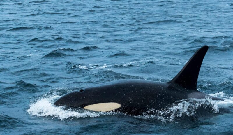 From Tromsø: Whale Watching RIB Safari at Skjervøy - The Thrill of the RIB Boat Ride and Arctic Whale Habitat