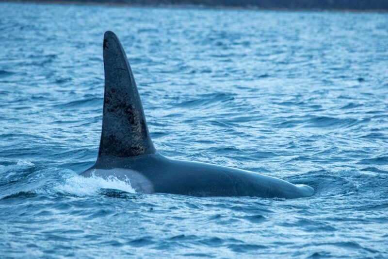 From Tromsø: Whale Watching RIB Safari at Skjervøy - The Overall Value and Who Will Enjoy This Tour Most
