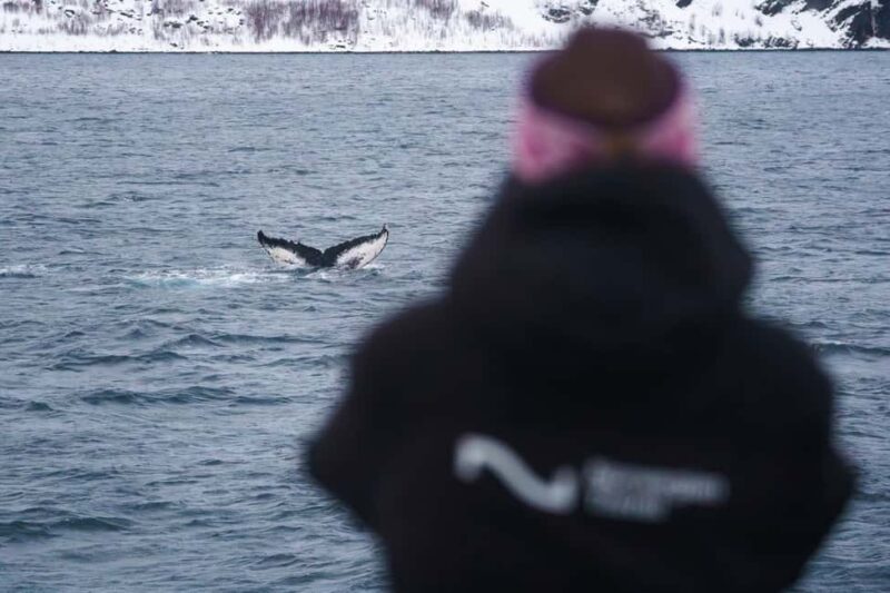 From Tromsø: Whale Watching Safari on High-Speed Catamaran - Key Points