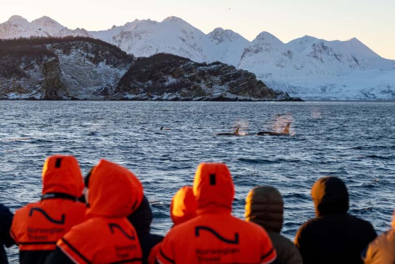 From Tromsø: Whale Watching Safari on High-Speed Catamaran - The High-Speed Catamaran for Whale Watching in Tromsø