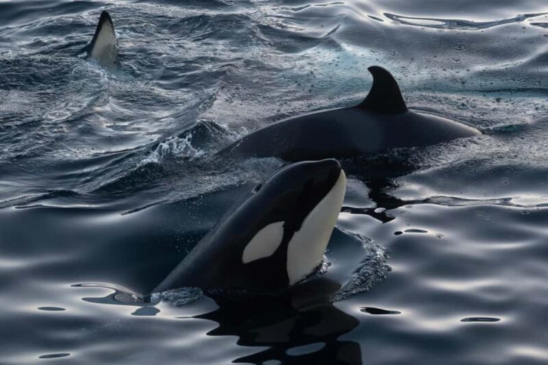 From Tromsø: Whale Watching Safari on High-Speed Catamaran - What’s Included and What to Bring