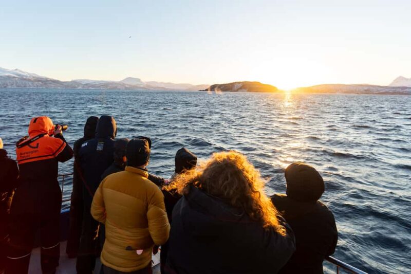 From Tromsø: Whale Watching Safari on High-Speed Catamaran - Watching for Whales: The Species and Timing