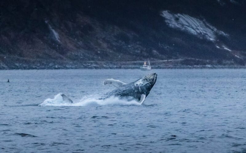 From Tromsø: Whale Watching Safari on High-Speed Catamaran - The Guides and Crew: Knowledgeable and Friendly