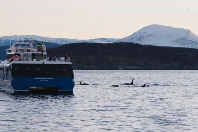 From Tromsø: Whale Watching Safari on High-Speed Catamaran - Food, Drinks, and Comfort Onboard