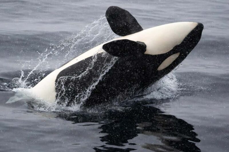 From Tromsø: Whale Watching Safari on High-Speed Catamaran - The Likelihood of Whale Sightings and Weather Conditions