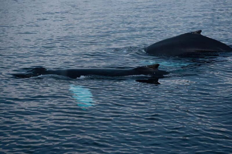 From Tromsø: Whale Watching Safari on High-Speed Catamaran - Respectful Wildlife Watching and Eco-Consciousness