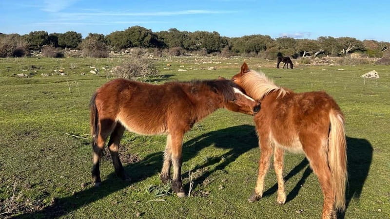 From Tuili: trekking in the Giara Park - Key Points