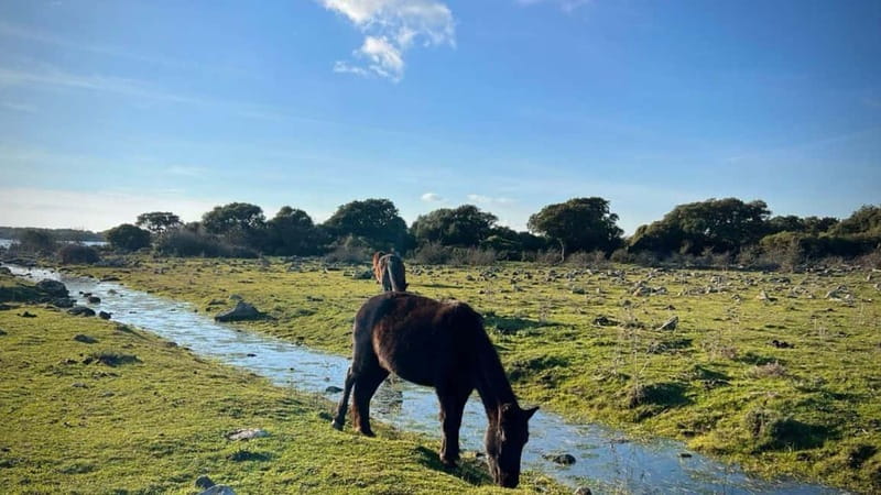 From Tuili: trekking in the Giara Park - Logistics: Meeting, Duration, and Cancellation Policy
